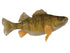 Perch Fish Reproduction (S-Curve) - Matuska Taxidermy Supply Company