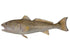 Red Fish Reproduction - Matuska Taxidermy Supply Company