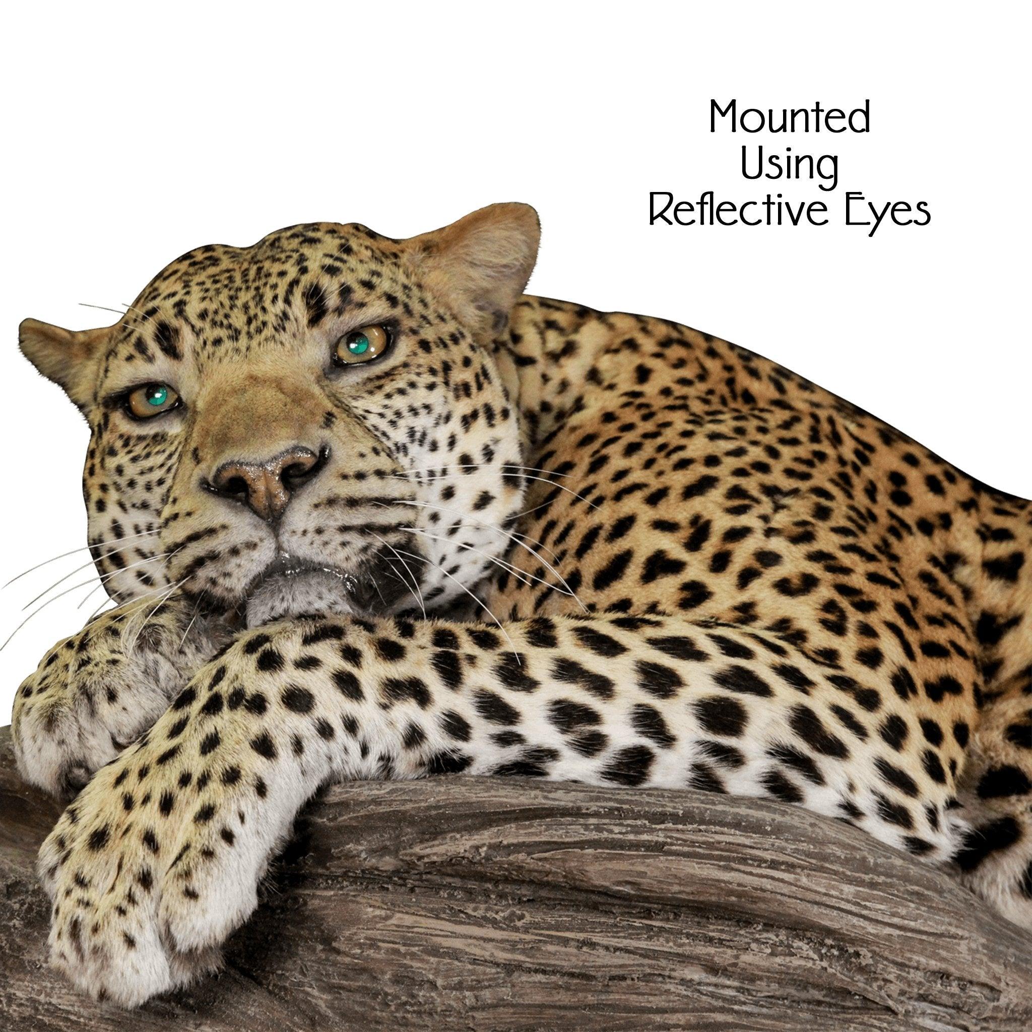 Reflective Eyes (All Species) - Matuska Taxidermy Supply Company