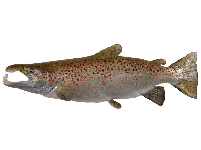 Salmon, Atlantic Fish Reproduction - Matuska Taxidermy Supply Company