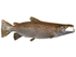 Salmon, Atlantic Fish Reproduction - Matuska Taxidermy Supply Company