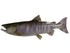 Salmon, Chum Fish Reproduction - Matuska Taxidermy Supply Company
