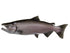 Salmon, King Fish Reproduction - Matuska Taxidermy Supply Company