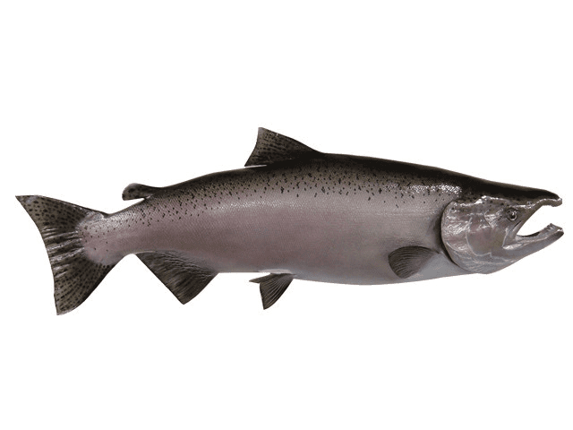 Salmon, King Fish Reproduction - Matuska Taxidermy Supply Company