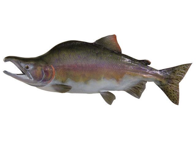 Salmon, Pink Fish Reproduction - Matuska Taxidermy Supply Company