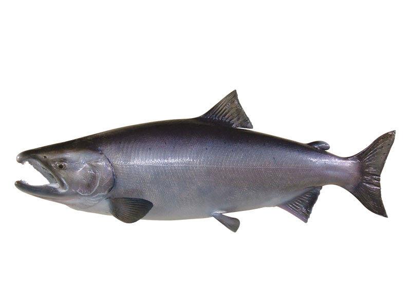Salmon, Silver Fish Reproduction (S-Curve) - Matuska Taxidermy Supply Company