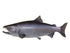 Salmon, Silver Fish Reproduction (S-Curve) - Matuska Taxidermy Supply Company