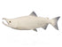 Salmon, Sockeye Fish Reproduction - Matuska Taxidermy Supply Company