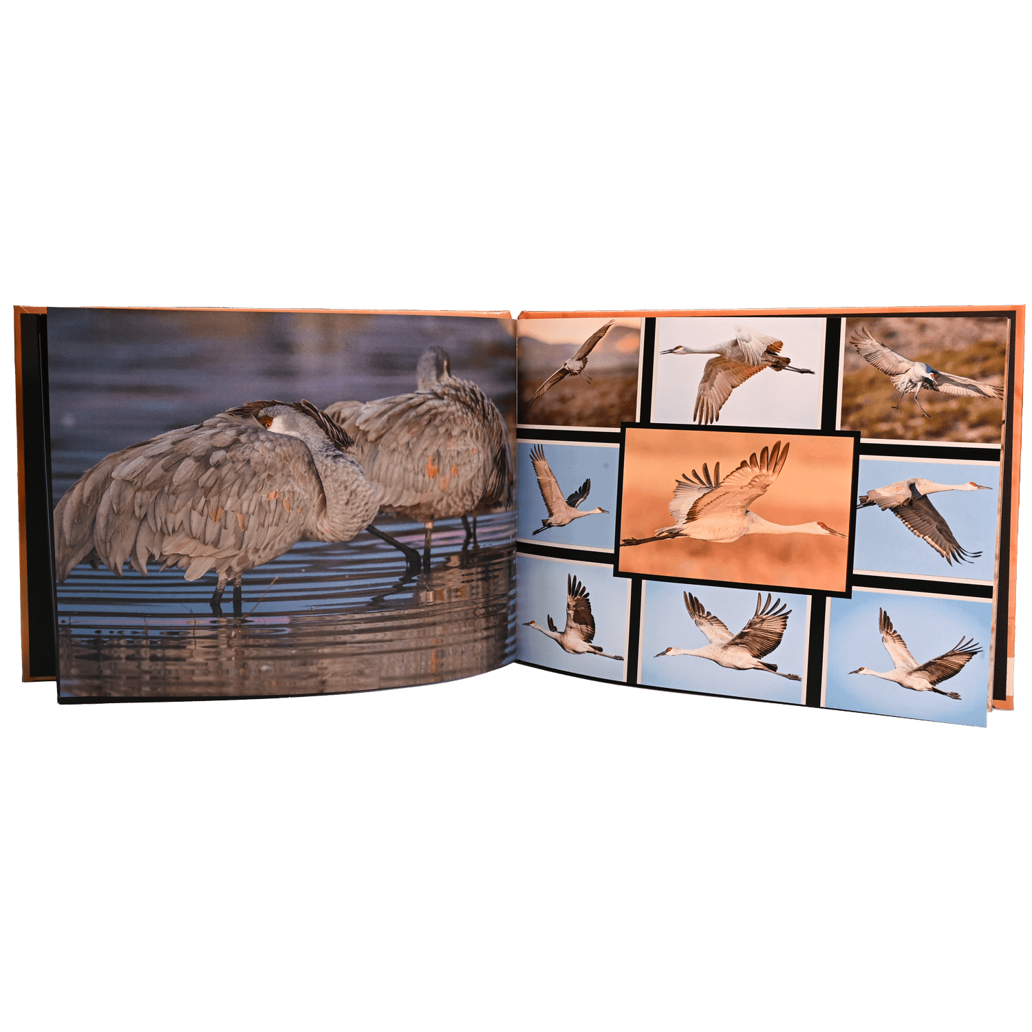 Sandhill Crane Reference Book - Images by Dan Verrips - Matuska Taxidermy Supply Company