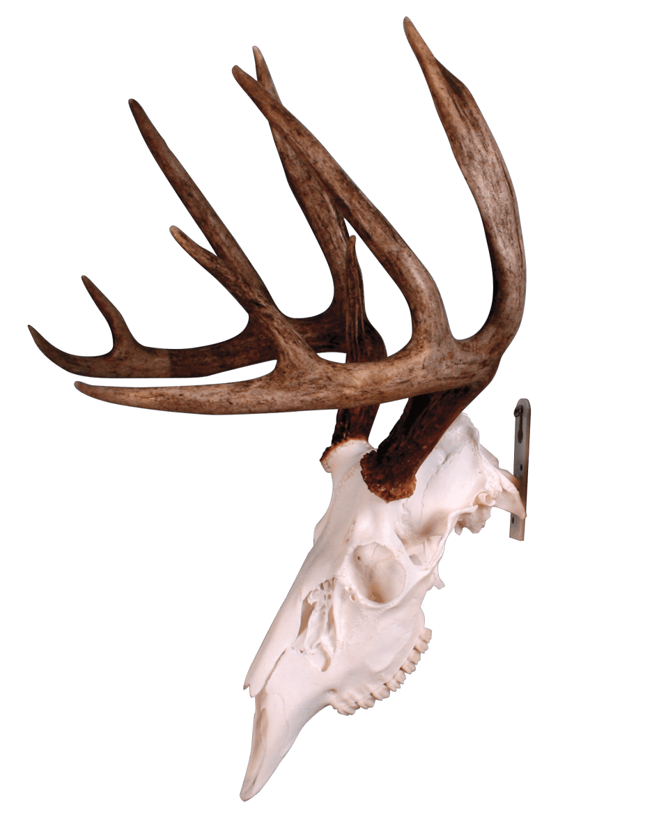 Sportsman's Trophy Skull Hanger - Matuska Taxidermy Supply Company