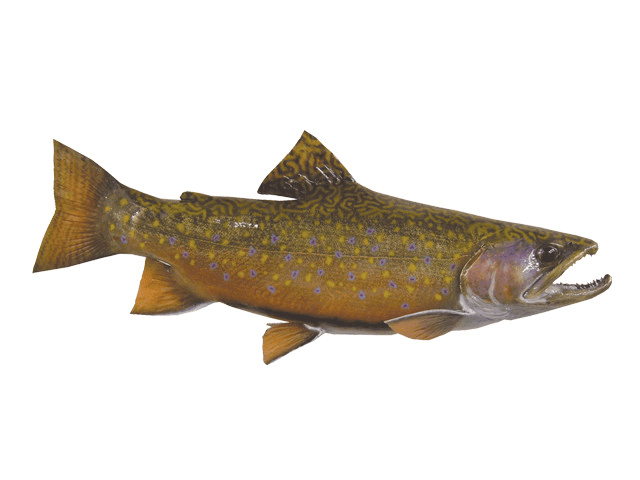 Trout-Brook Fish Reproduction (S-Curve) - Matuska Taxidermy Supply Company