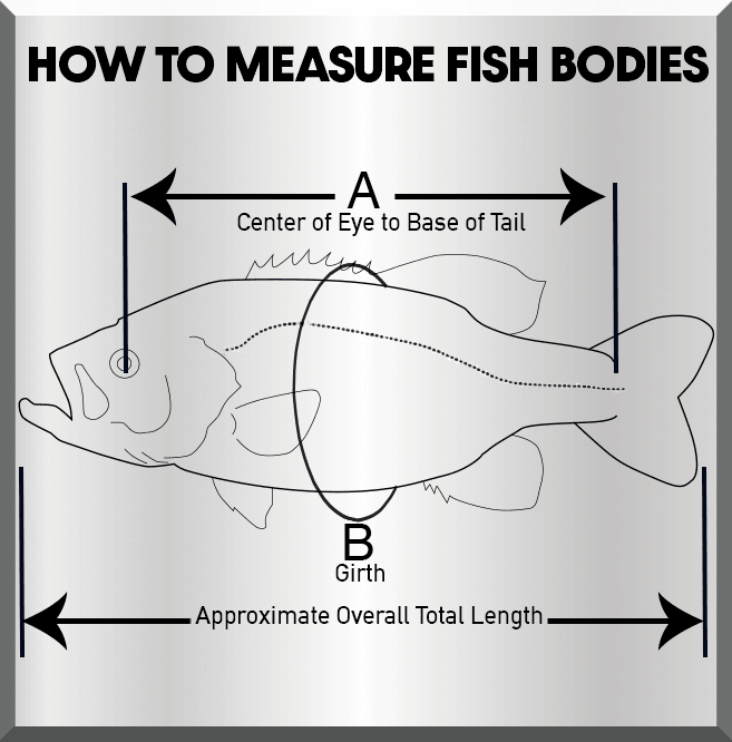 Trout-Brook Fish Reproduction (S-Curve) - Matuska Taxidermy Supply Company