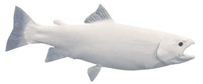 Trout-Brown Fish Reproduction (S-Curve) - Matuska Taxidermy Supply Company