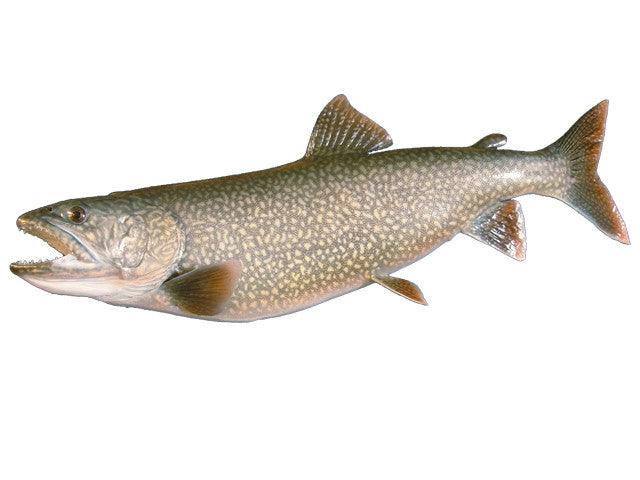 Trout-Lake Fish Reproduction - Matuska Taxidermy Supply Company