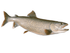 Trout-Lake Fish Reproduction - Matuska Taxidermy Supply Company