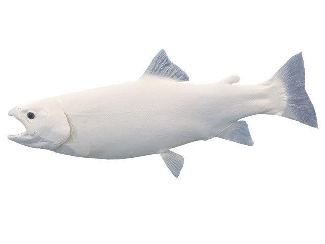Trout-Rainbow & Steel Head Fish Reproduction (S-Curve) - Matuska Taxidermy Supply Company