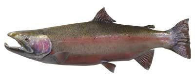 Trout-Rainbow & Steel Head Fish Reproduction (S-Curve) - Matuska Taxidermy Supply Company