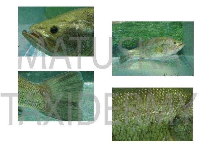 Underwater Bass Reference Photos - Digital Download - Matuska Taxidermy Supply Company