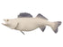 Walleye Fish Reproduction (S-Curve) - Matuska Taxidermy Supply Company