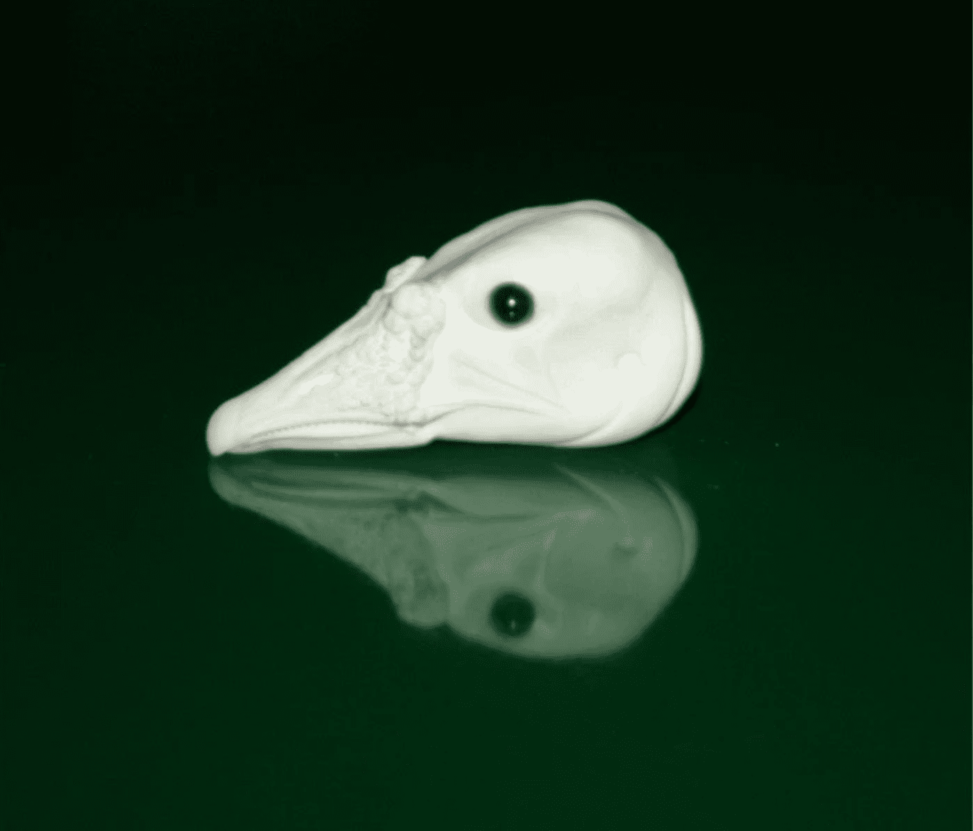 Wildlife Illusions Bird Heads with Eyes - Goose - Matuska Taxidermy Supply Company
