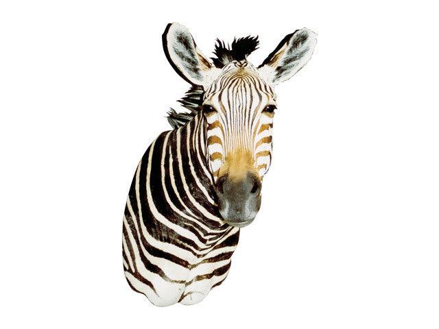 Zebra (Semi-Upright) - Matuska Taxidermy Supply Company
