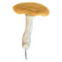Artificial Mushrooms